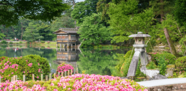 A Japanese garden with blooming pink azalea flowers with breathtaking greenery