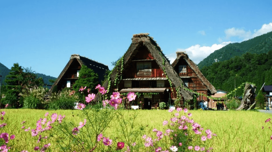 A beautiful photo of traditional Japanese houses in Shirakawago with flowers blooming in front